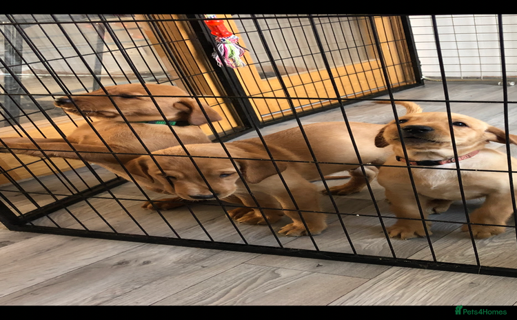 Labrador Retriever dogs - Advert 9