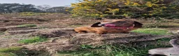 Miniature Dachshund dogs for sale: Red brindle miniature dachshund rare  - Advert 4