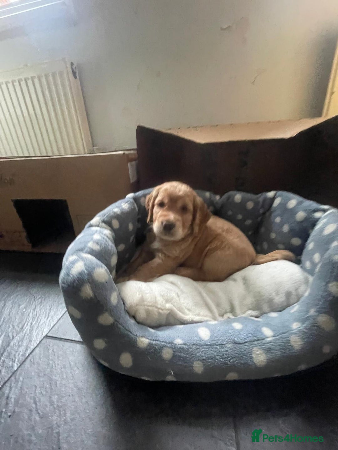 Cocker Spaniel dogs for sale: Working Cocker Spaniels - Image 9