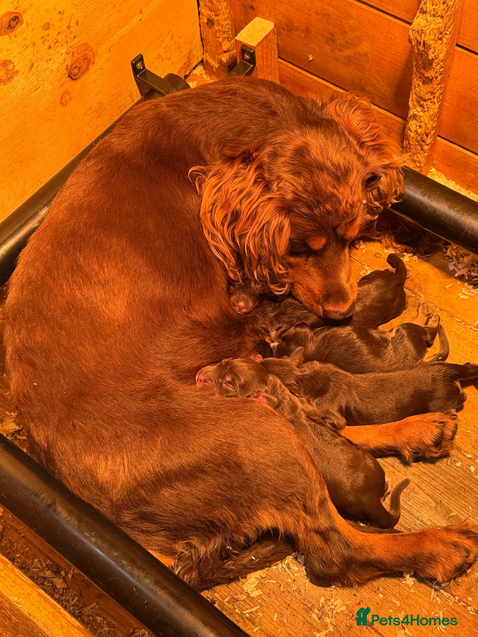 Cocker Spaniel dogs Tri colour pups chocolate tan and white  - Advert 3
