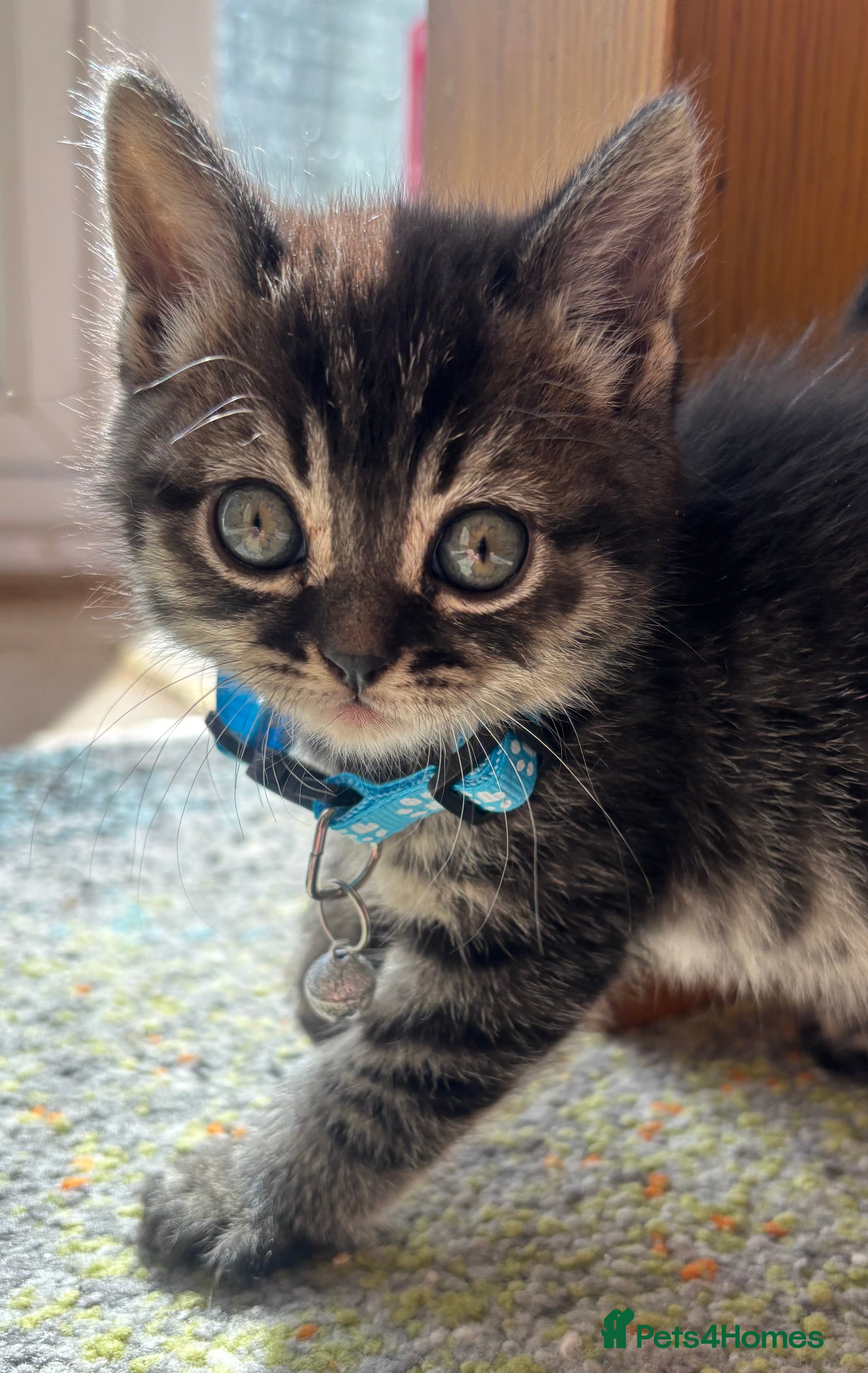 British Shorthair cats Stunning kittens For Sale; very friendly and cute! - Advert 2