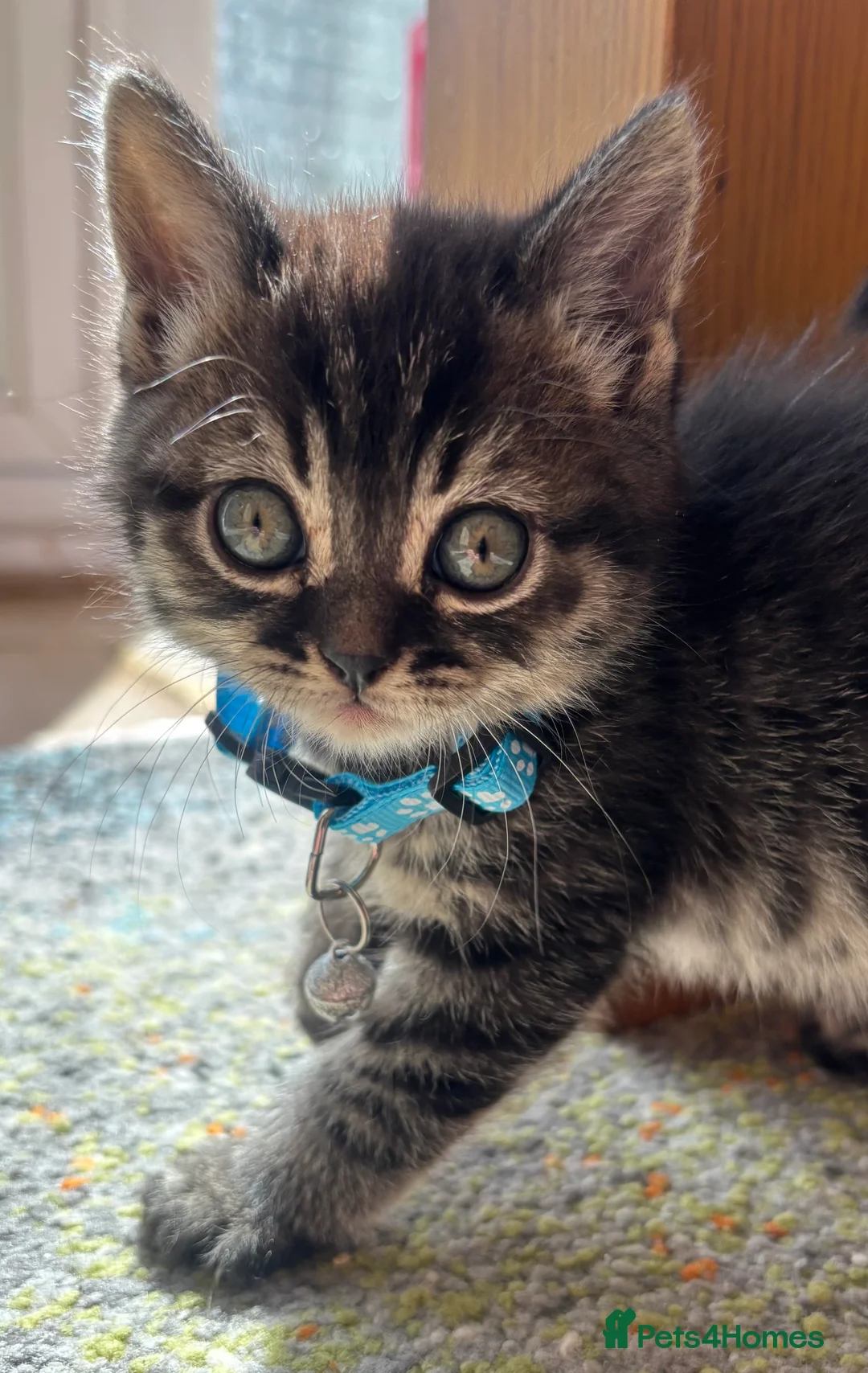 British Shorthair cats for sale: Stunning kittens For Sale; very friendly and cute! - Advert 2