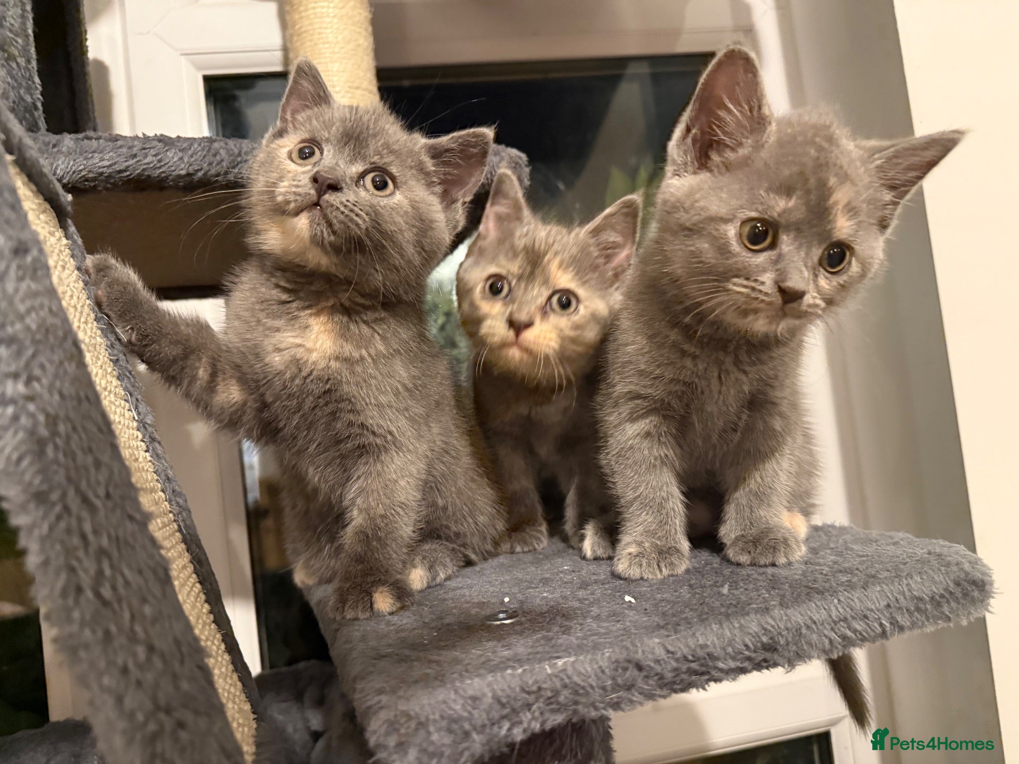 Mixed Breed cats Gorgeous British short haired tabby’s & calicos  - Advert 1