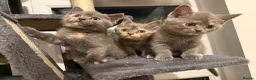 British Shorthair cats for sale: Gorgeous British short haired tabby’s & calicos  - Advert 6