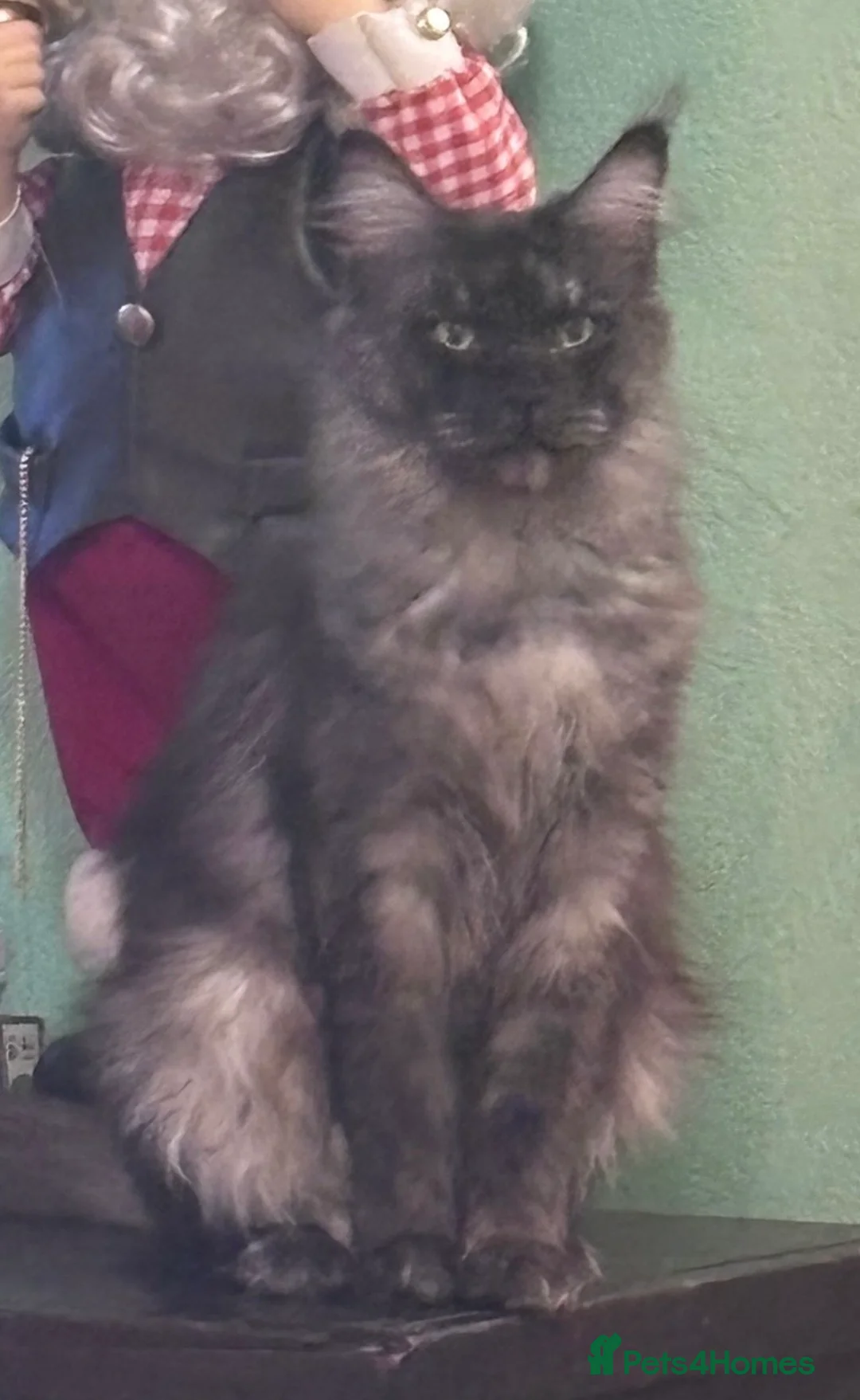 Maine Coon cats for sale: TICA registered Maine Coon Kitten  - Advert 3