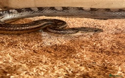 Corn Snake reptiles for sale: Female Corn Snake - Image 2