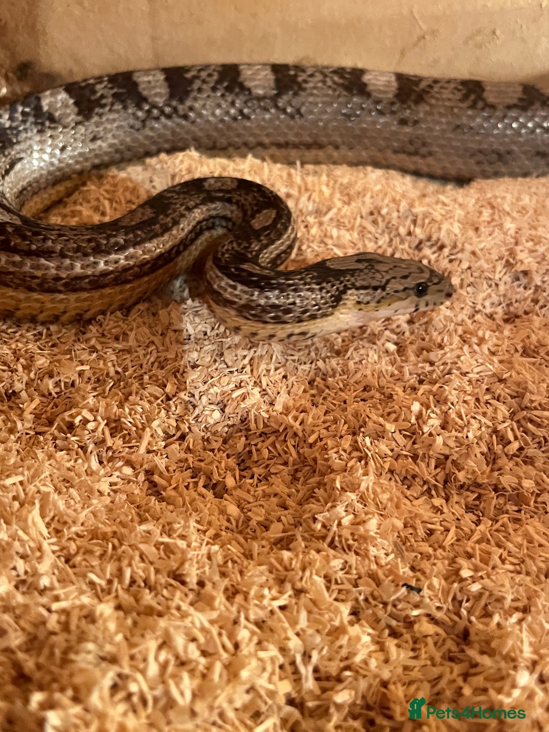 Corn Snake reptiles for sale: Female Corn Snake - Image 2