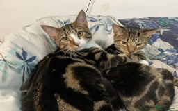 Domestic Shorthair cats for sale: Brother cats for sale - Advert 1