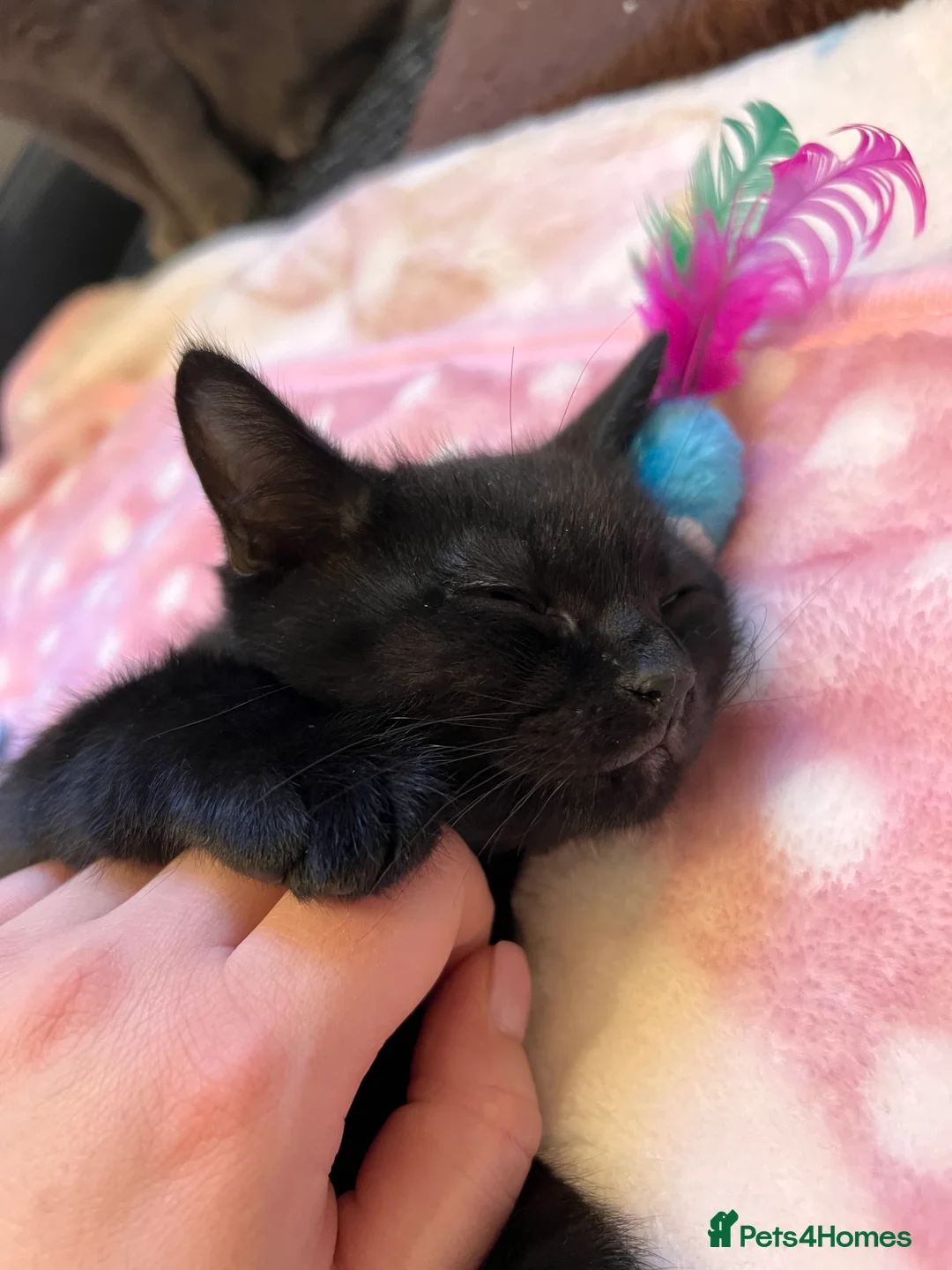 British Shorthair cats for sale: British Shorthair Kittens - Advert 14