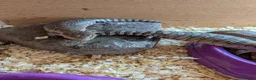 Skink reptiles for sale: Blue tongue skink babies  - Advert 2
