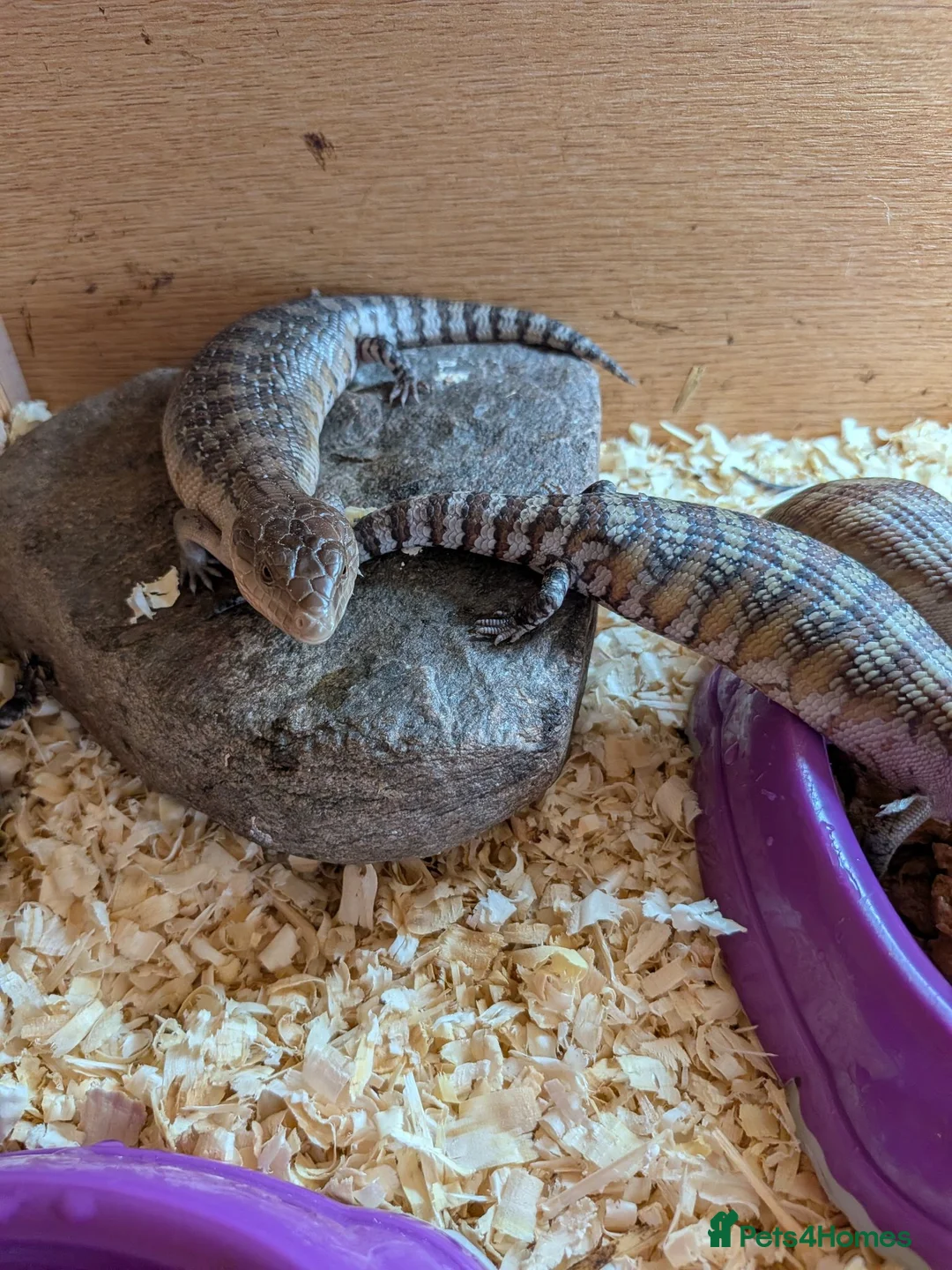 Skink reptiles for sale: Blue tongue skink babies  - Advert 2