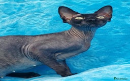 Sphynx cats for sale: Rebeka - Image 3