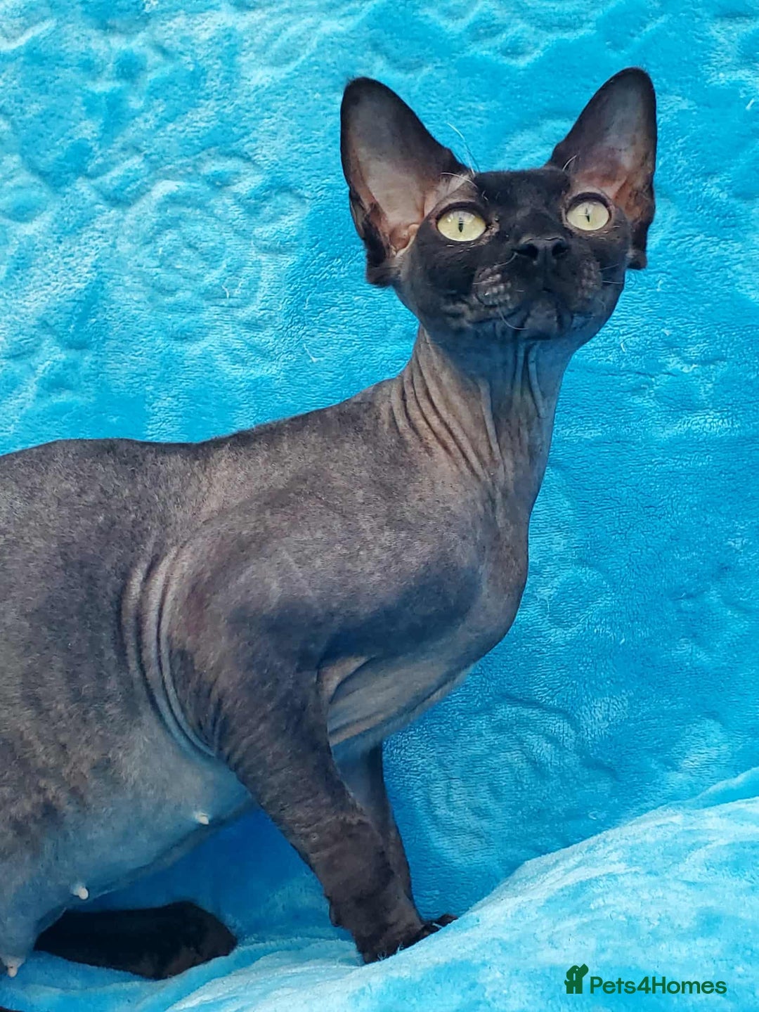 Sphynx cats for sale: Rebeka - Image 3