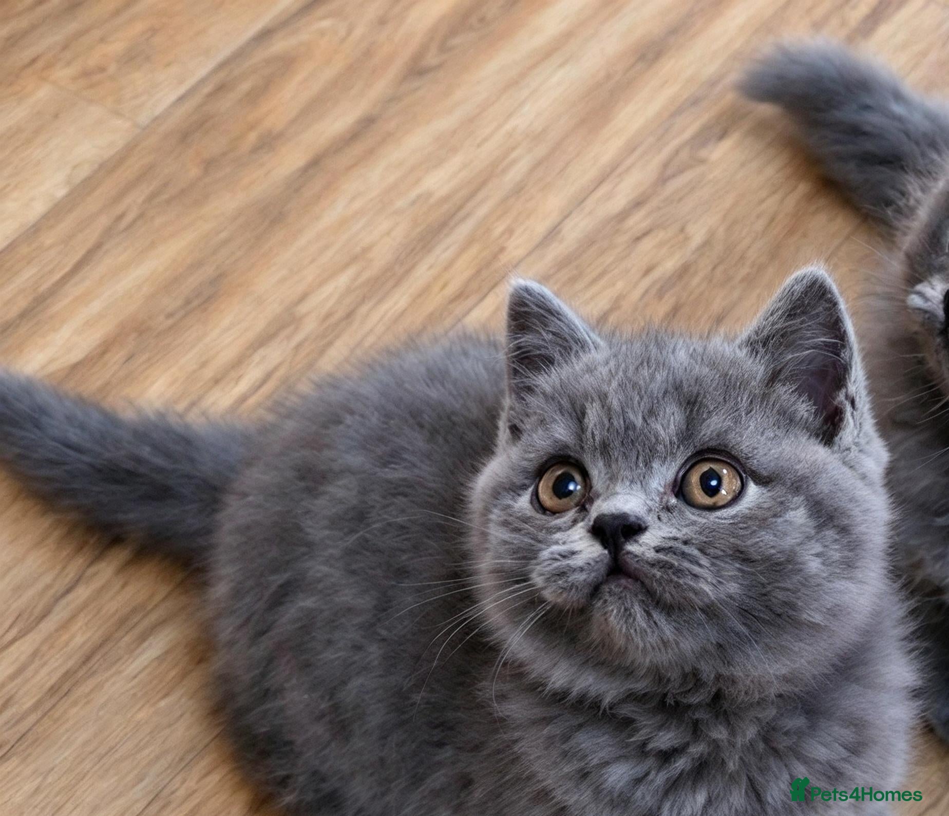 British Shorthair cats British shorthair blue and white bicolour kittens - Advert 3