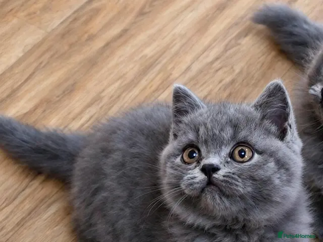 British Shorthair cats British shorthair blue and white bicolour kittens - Advert 16