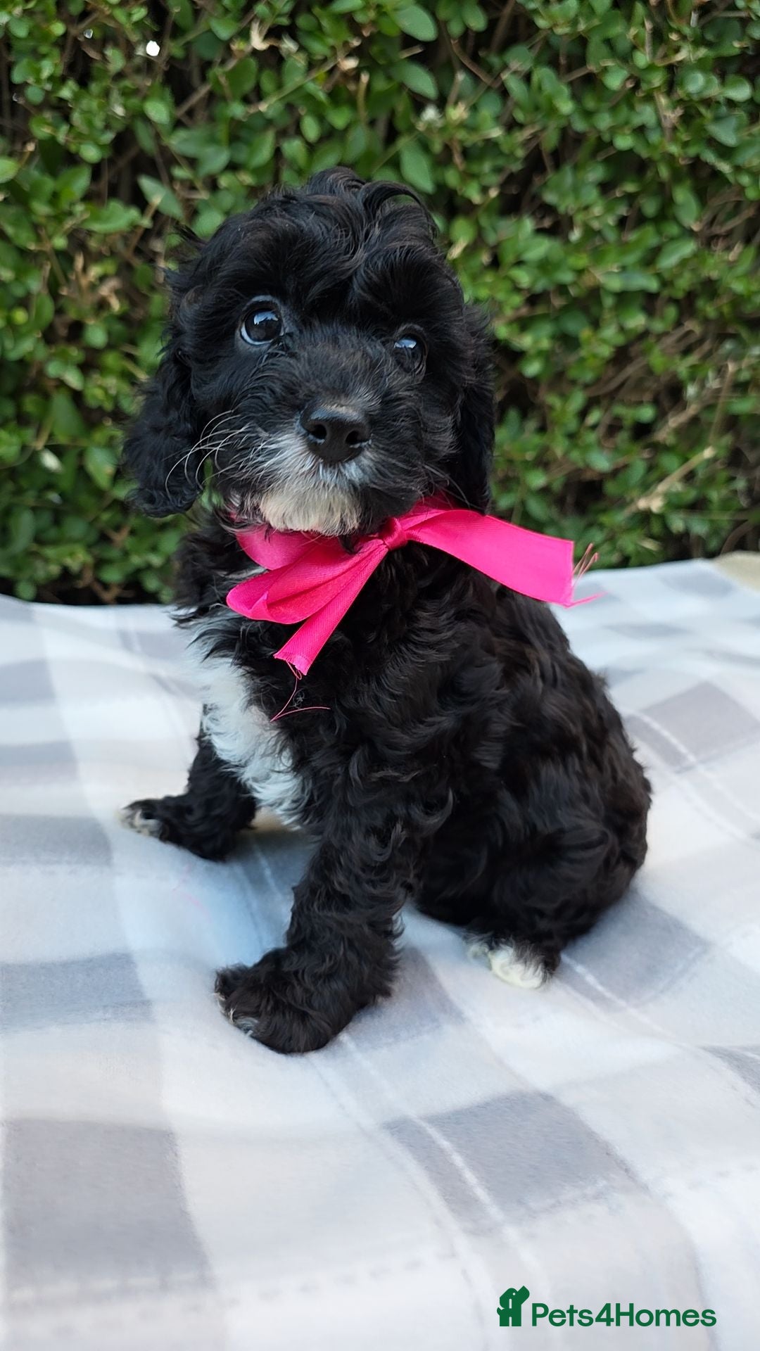 Cavapoo dogs Ready to go  !!Beautiful cavapoo puppies  - Advert 1