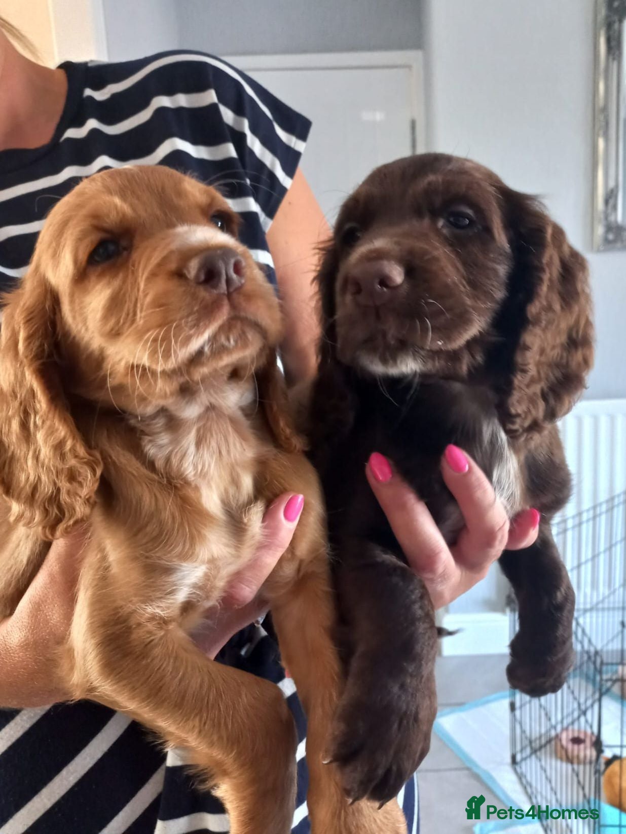 Cocker Spaniel dogs Only 2 boys left ready now - Advert 2
