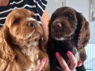 Cocker Spaniel dogs Only 2 boys left ready now - Advert 2