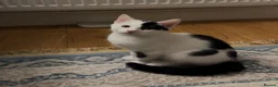 British Shorthair cats for sale: White and Black British Shorthair in London - Advert 1