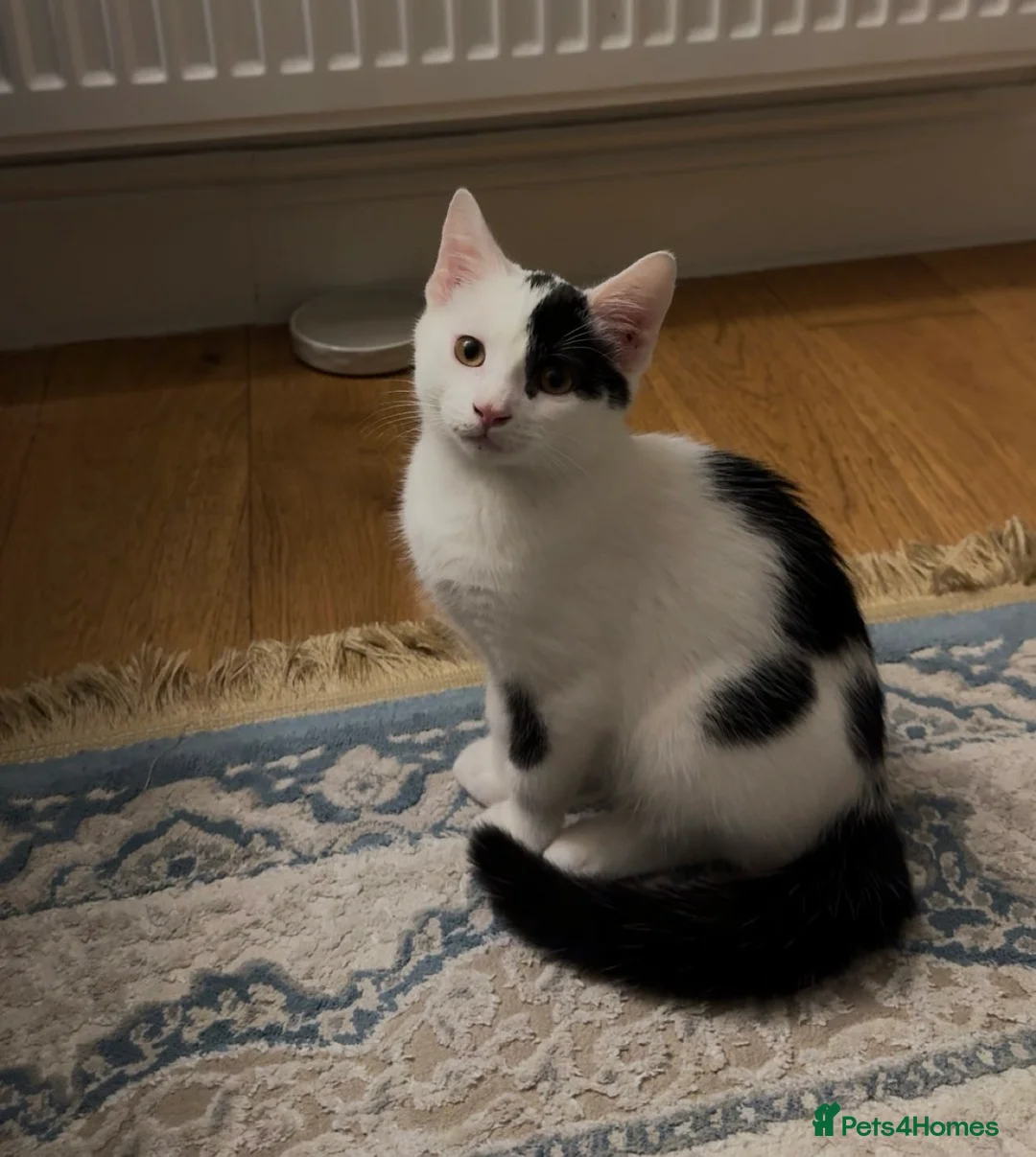 British Shorthair cats for sale: White and Black British Shorthair in London - Advert 1