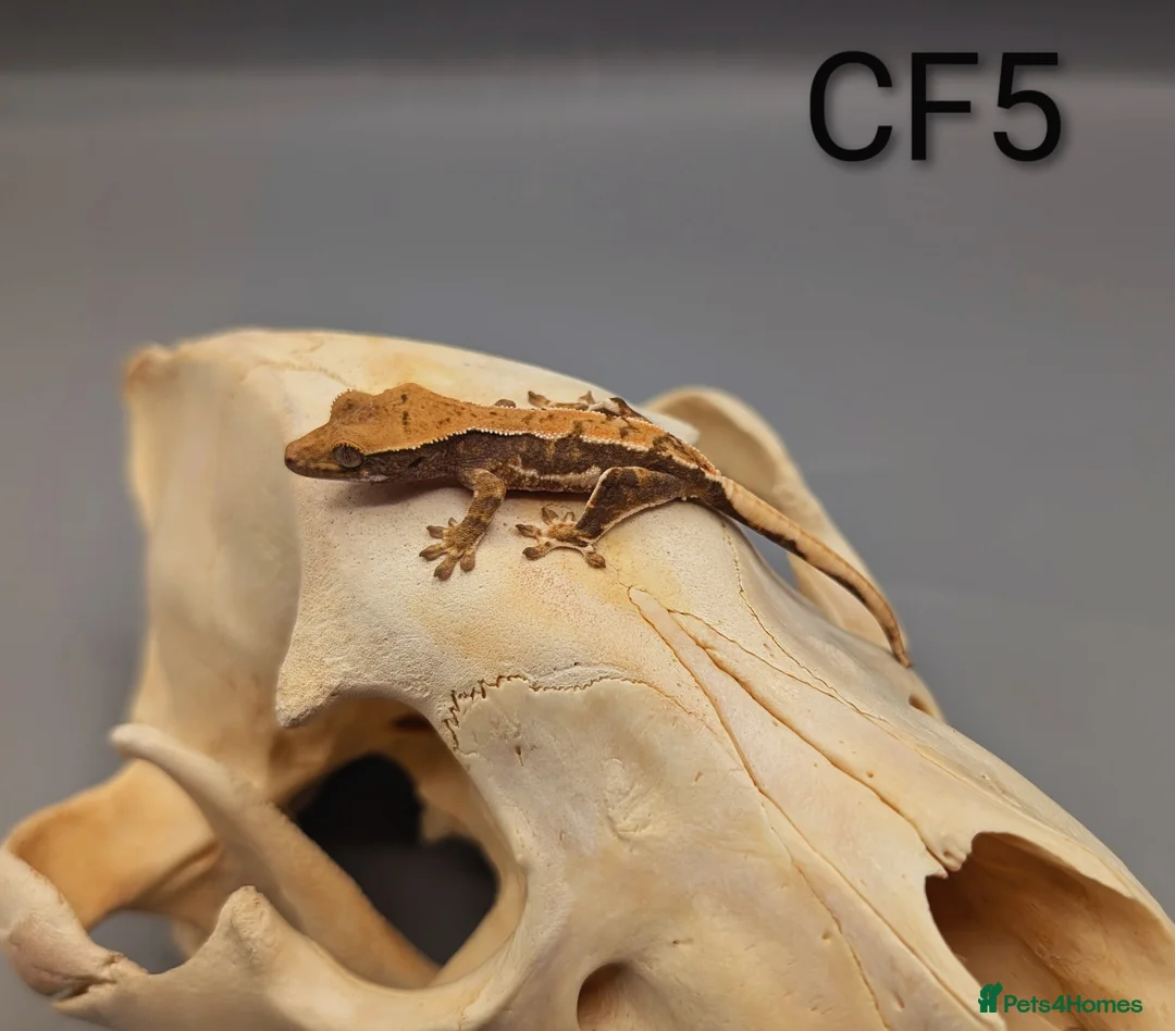 Gecko reptiles for sale: Red Tri Coloured Lily White Crested Gecko CB25  - Advert 2