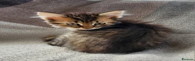 Siberian 6