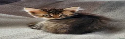 Siberian cats for sale: Traditional pure Siberian kittens, TICA reg - Advert 11