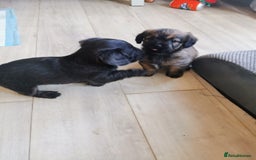 Mixed Breed dogs for sale: Little bundles of schweenie love!  - Image 25