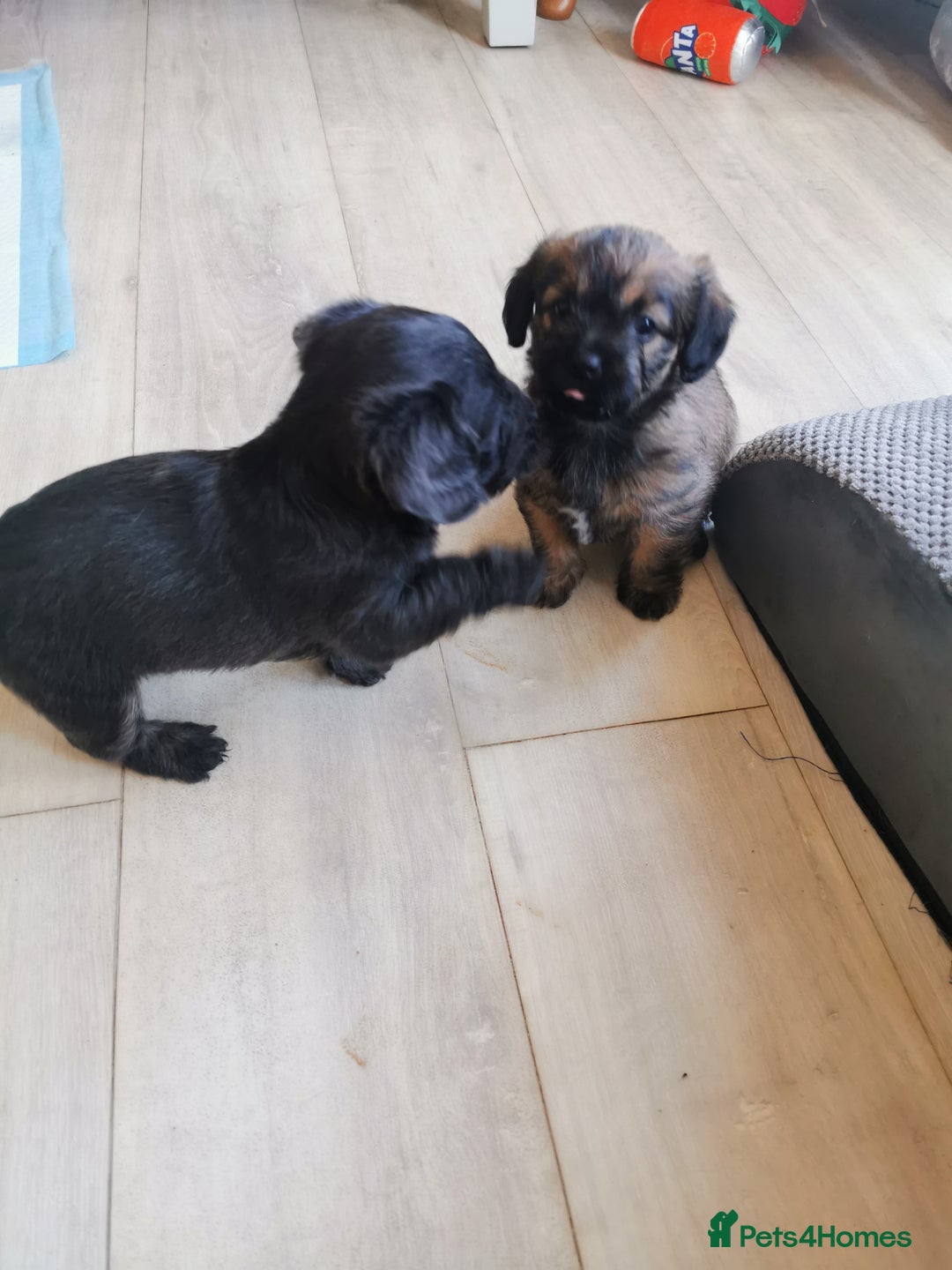 Mixed Breed dogs for sale: Little bundles of schweenie love!  - Image 25