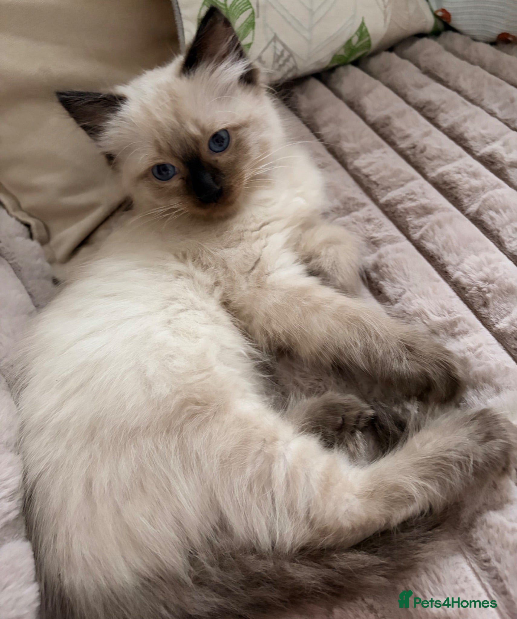 Ragdoll cats Last boy🍀 Ready now! 🌸🌸Pure Ragdoll kittens🌸 - Advert 1