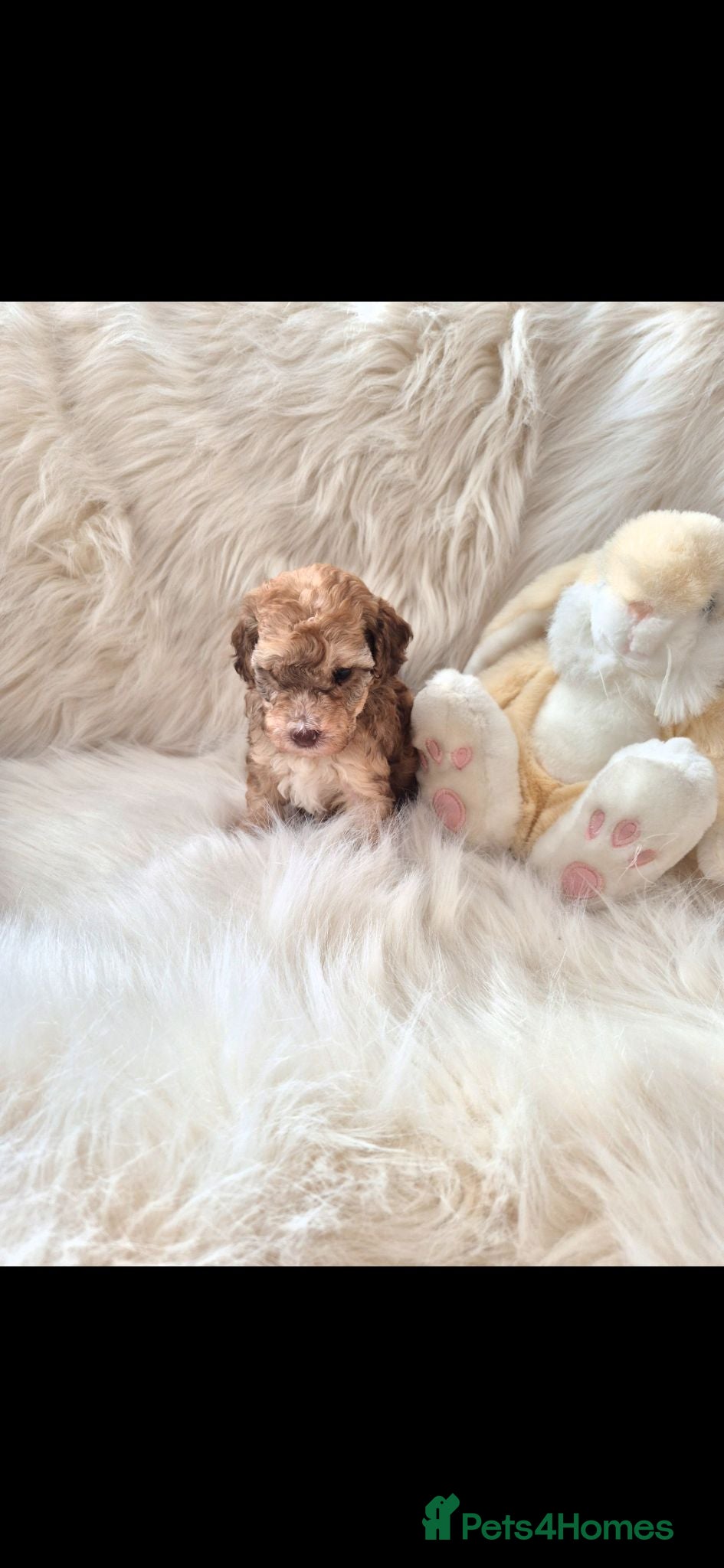 Cockapoo dogs Beautiful cockapoo puppies for sale  - Advert 1