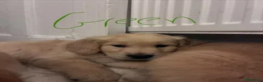 green boy