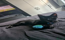 Mixed Breed cats for sale: New home ASAP - Image 3