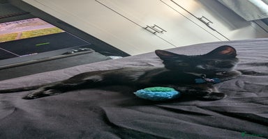 Mixed Breed cats - Advert 4