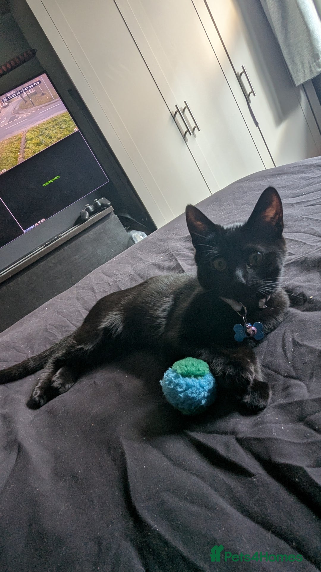 Mixed Breed cats for sale: New home ASAP - Image 3