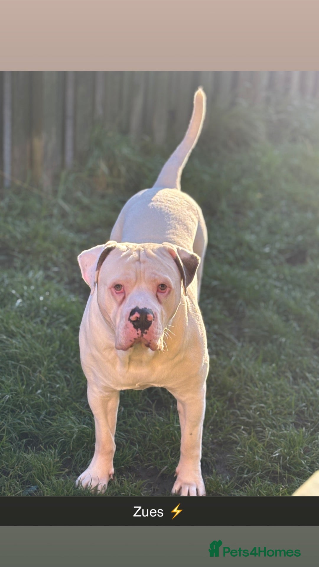 Mixed Breed dogs **Zeus** - Advert 5
