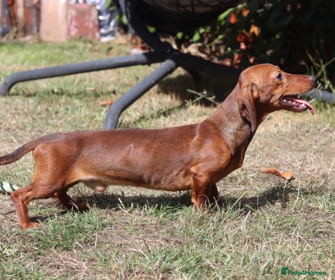 Miniature Dachshund dogs Red Miniature Dachshund Stud - Advert 2