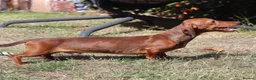 Miniature Dachshund dogs for stud: Red Miniature Dachshund Stud - Advert 2