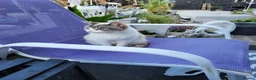 Mixed Breed cats for sale: Kittens - Advert 1