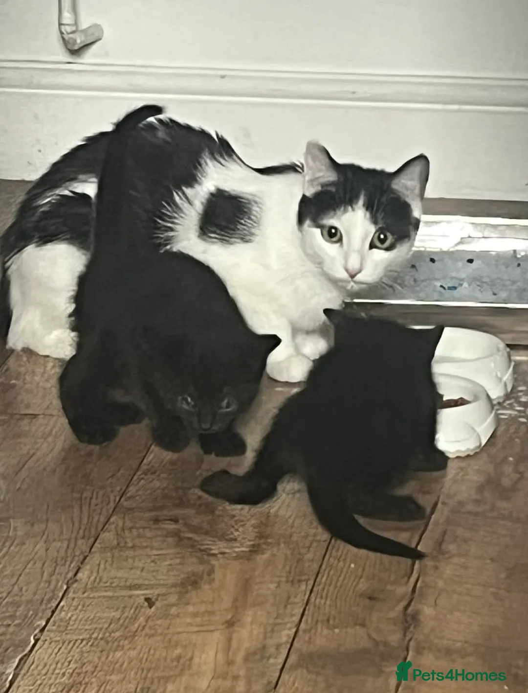 Mixed Breed cats for sale: Beautiful playful kittens  - Advert 5