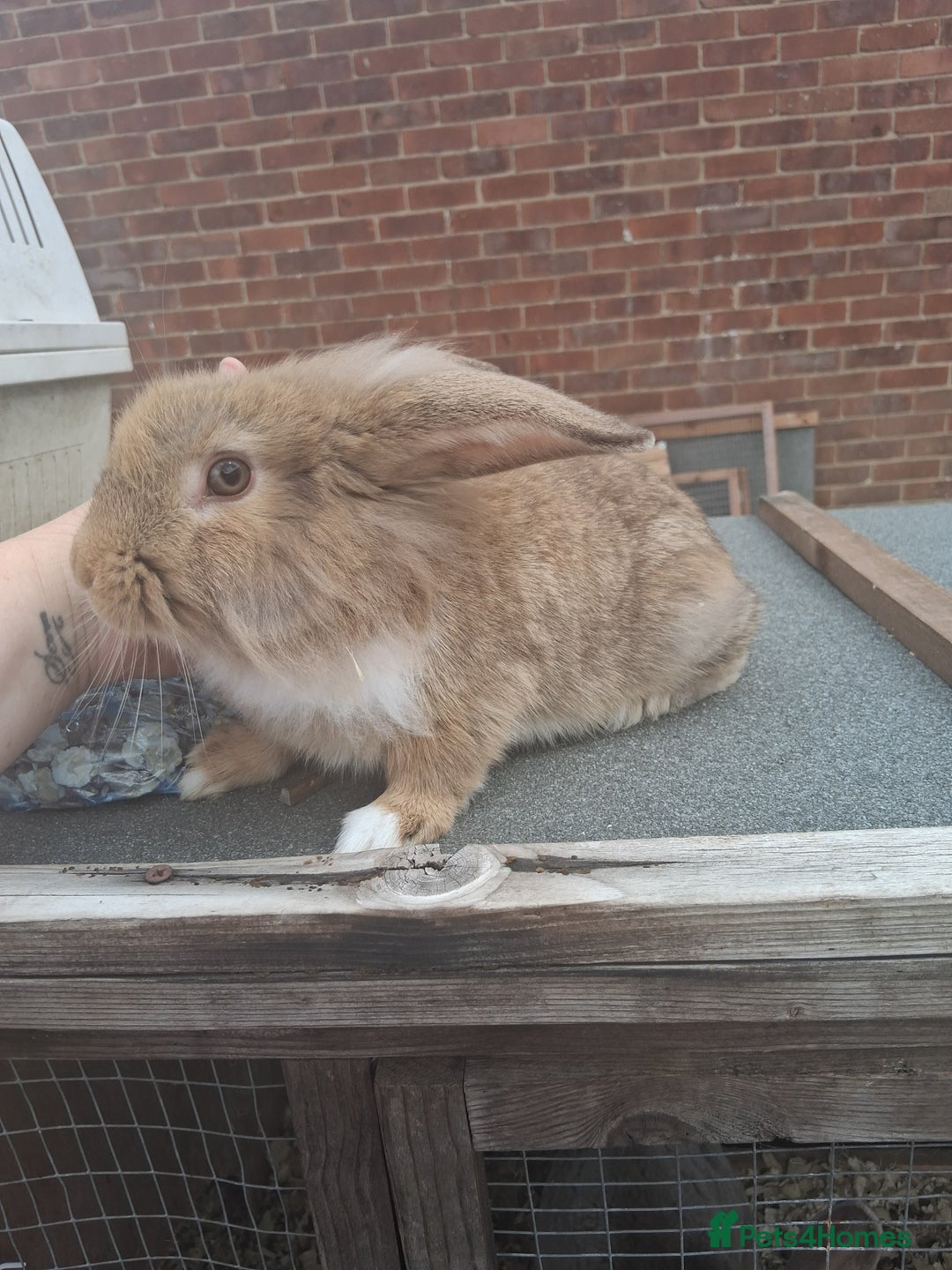 Mixed Breed rabbits for sale: Taka and Bobby - Image 2
