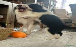 Border Collie dogs for sale: Last 2 girls left !!! International Champion line - Image 4