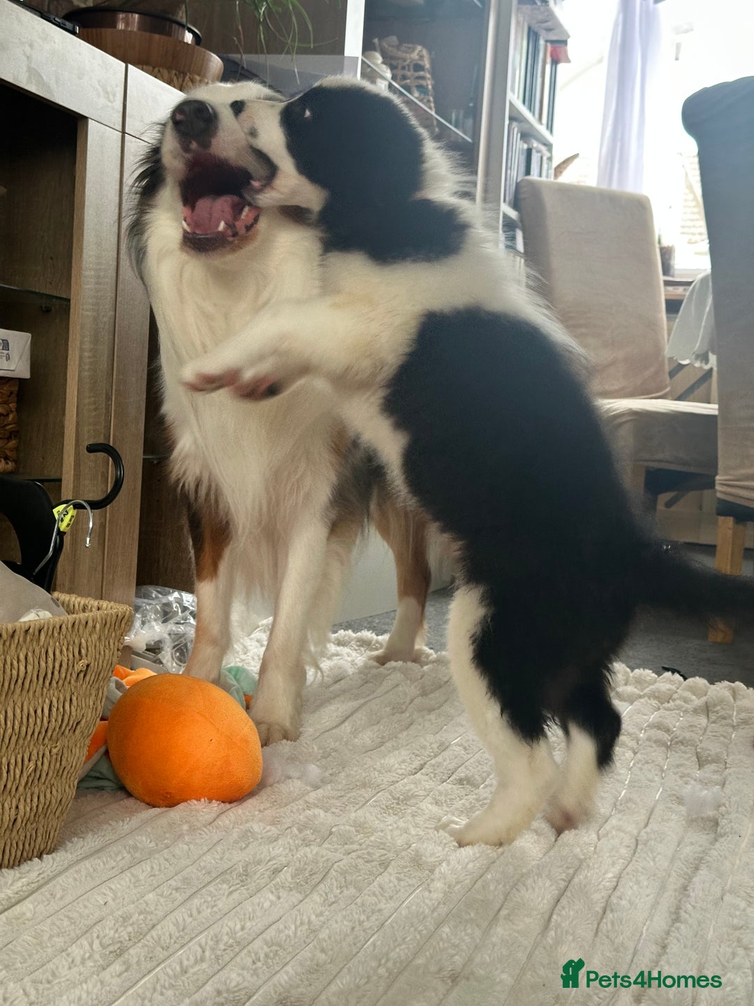 Border Collie dogs for sale: Last 2 girls left !!! International Champion line - Image 4