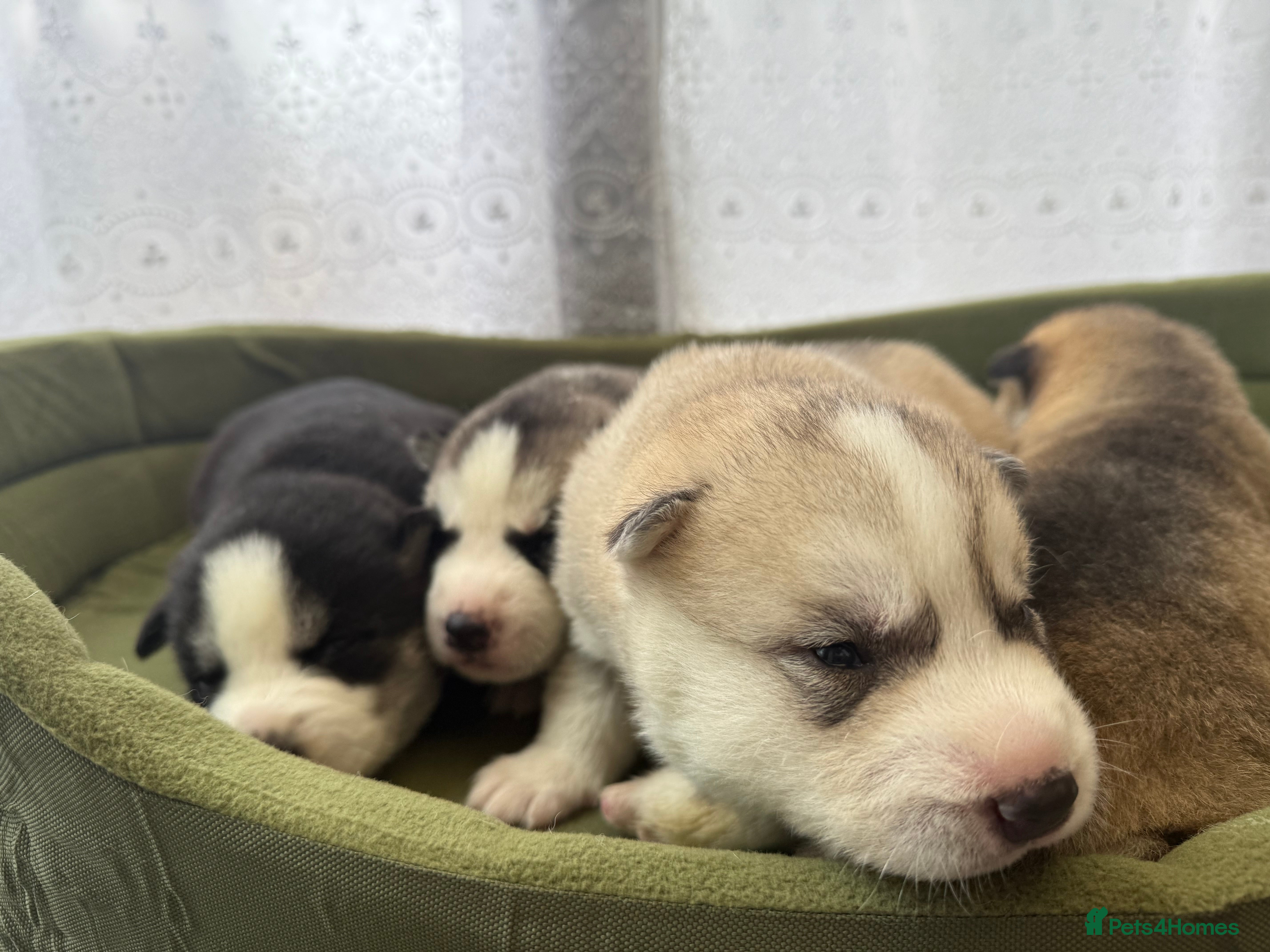 Siberian Husky dogs Puppies Siberian Huskies  - Advert 4