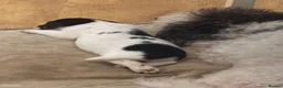 Mixed Breed dogs for sale: Jack Russell X Puppies  - Advert 8