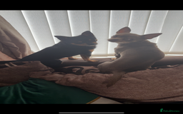 Chihuahua dogs for sale: 3 gorgeous boys  - Image 5