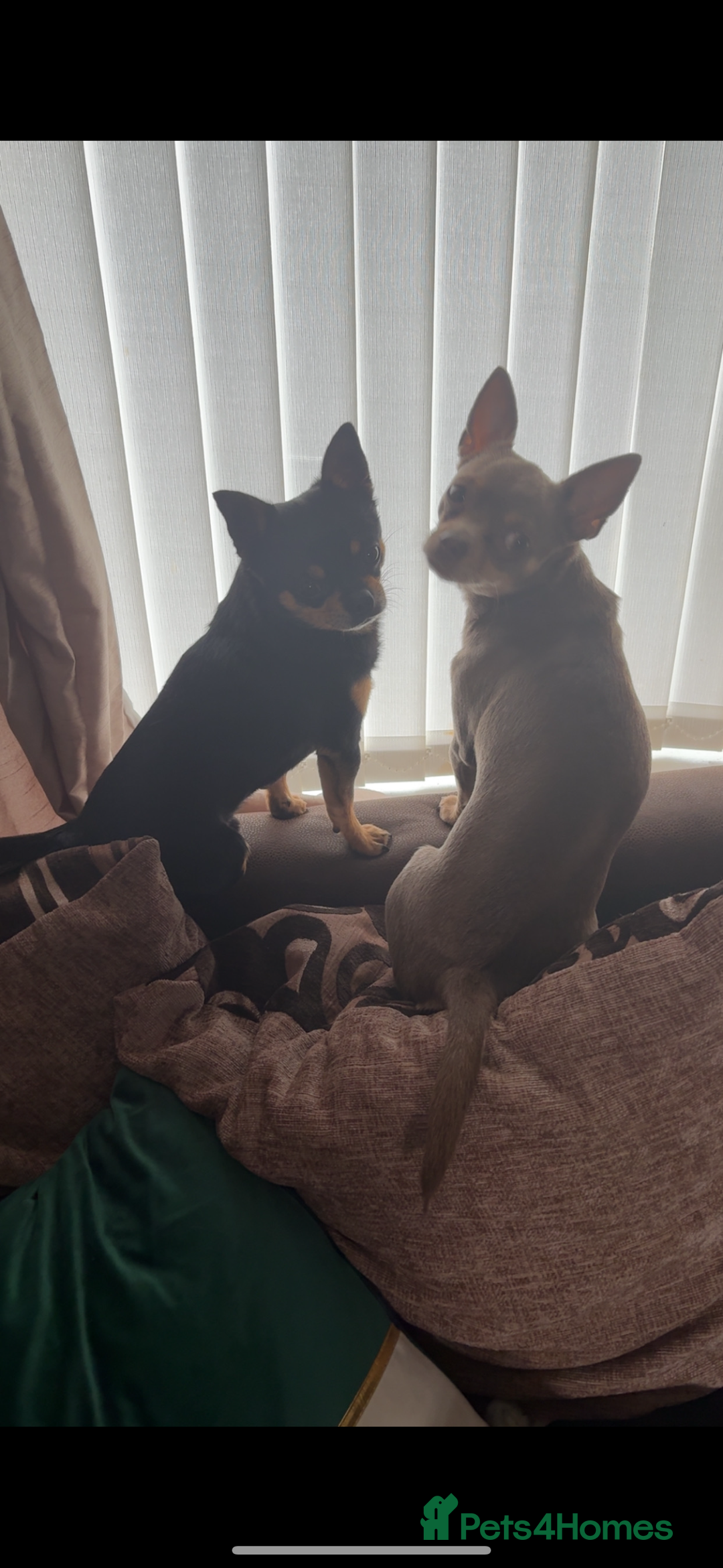 Chihuahua dogs for sale: 3 gorgeous boys  - Image 5