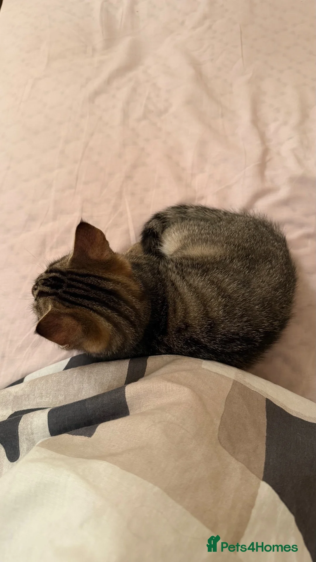 Mixed Breed cats for sale: Kitten in Grays - Advert 2