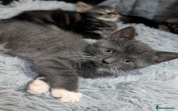 Mixed Breed cats for sale: Four kittens for sale  - Advert 9