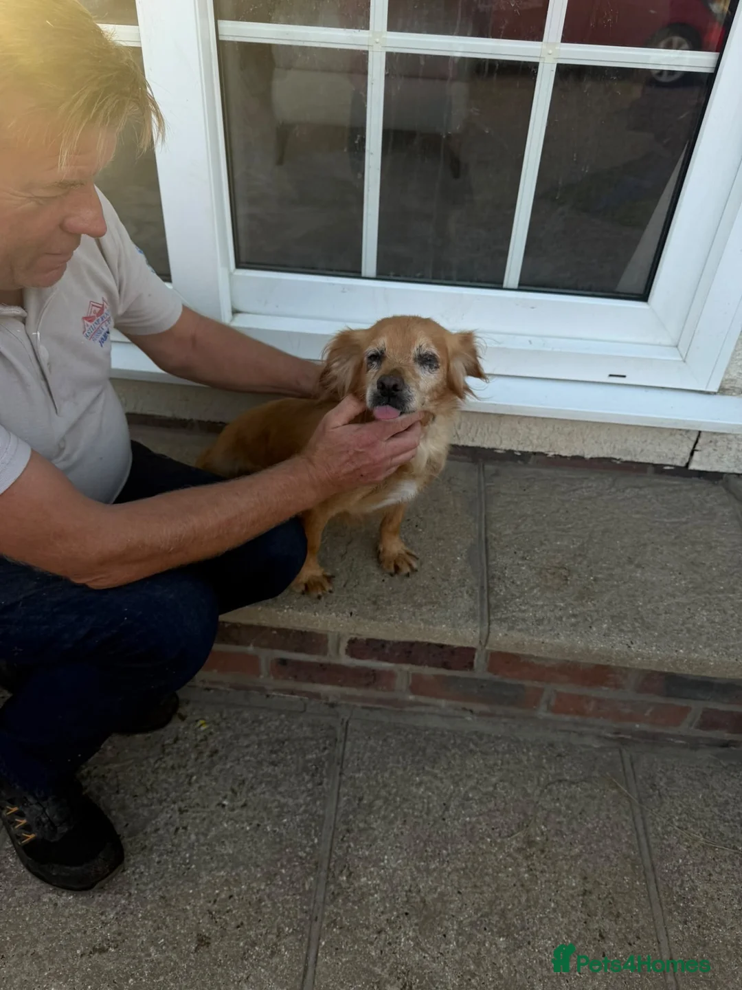 Cocker Spaniel dogs for sale: Beautiful cocker spaniels  in Chichester - Advert 1